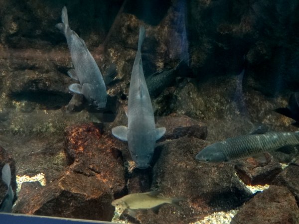 Bodorka Balaton Akv�rium