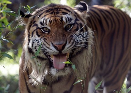 Tigriseket sz�ll�tott a DHL