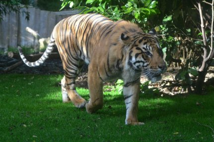 Tigriseket sz�ll�tott a DHL