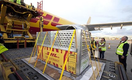 Tigriseket sz�ll�tott a DHL